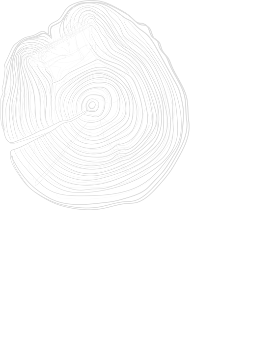 Jahresringe Baum Impex